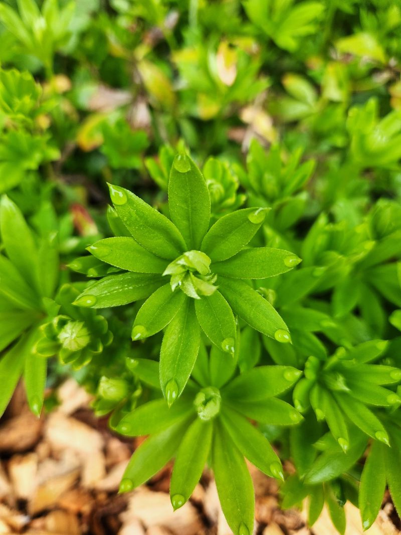 Sweet Woodruff (Galium odoratum)