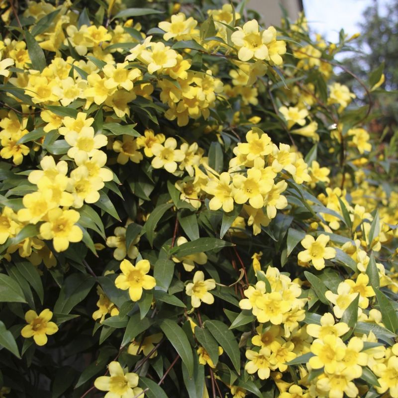 Carolina Jessamine