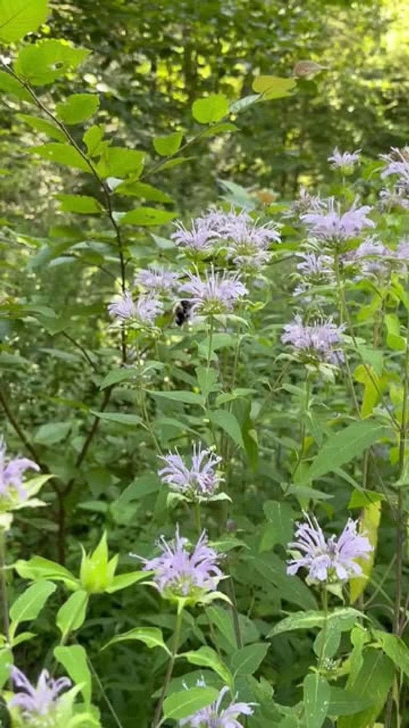 Wild Bergamot (Monarda fistulosa)