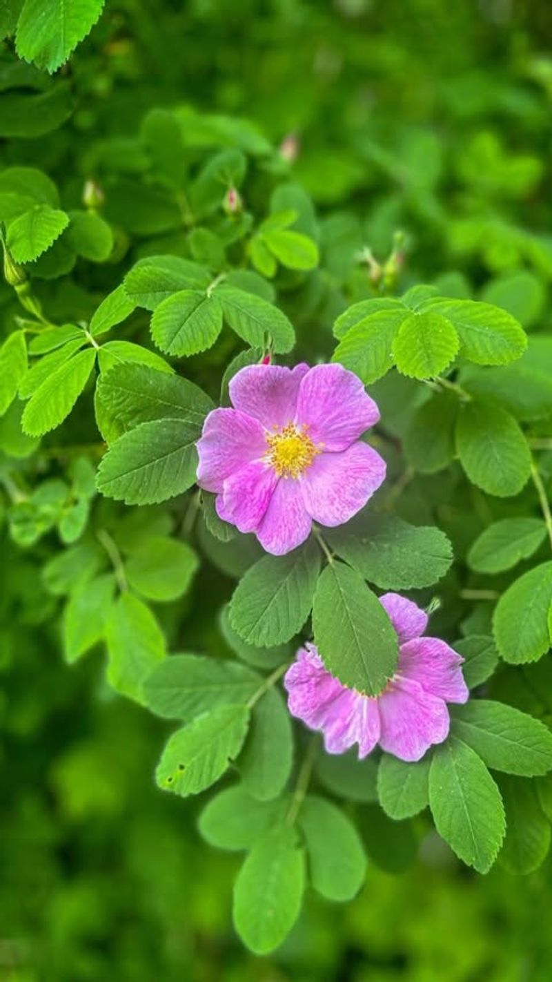 Woods' Rose (Rosa woodsii)