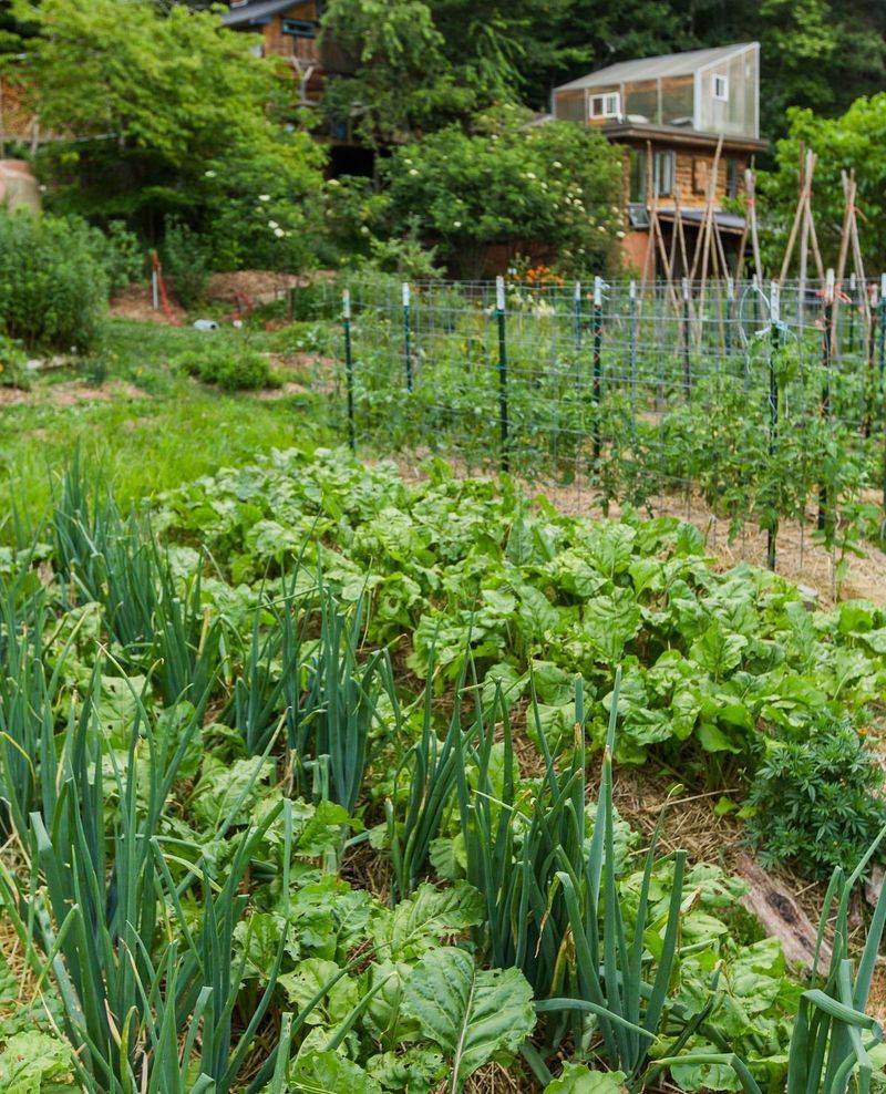 Companion Planting Magic