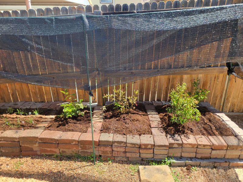 Berry Bush Protection