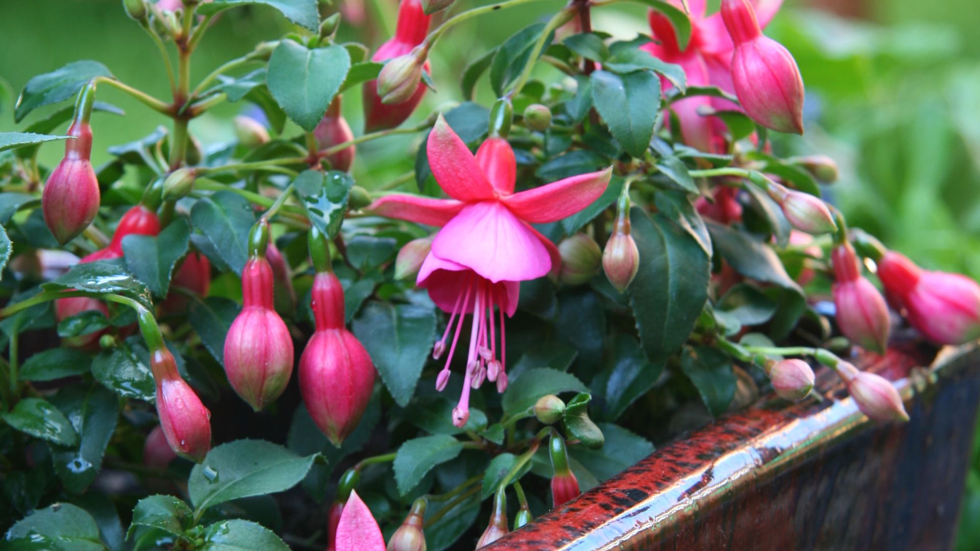 Patio Plants That Flourish In Sunny And Shady Spots Across California