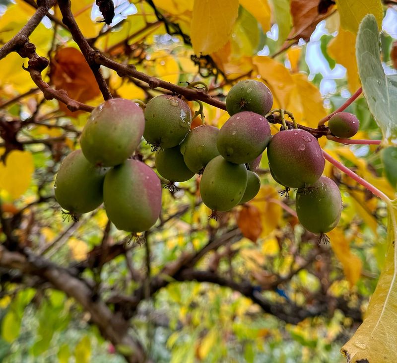 Hardy Kiwi: Grape-Sized Smooth-Skinned Treasures