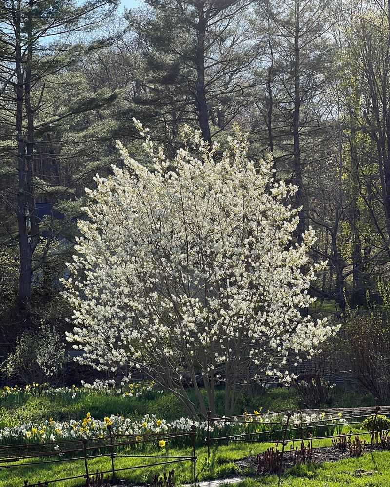 Serviceberry