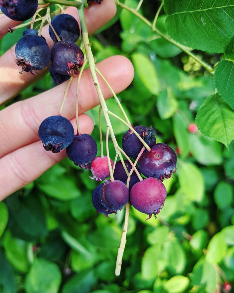 Serviceberry