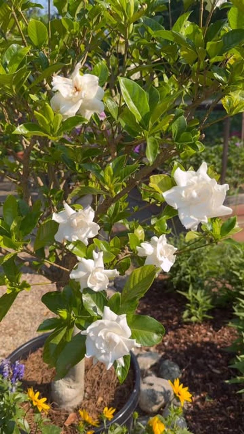 Create a Deadheading Schedule