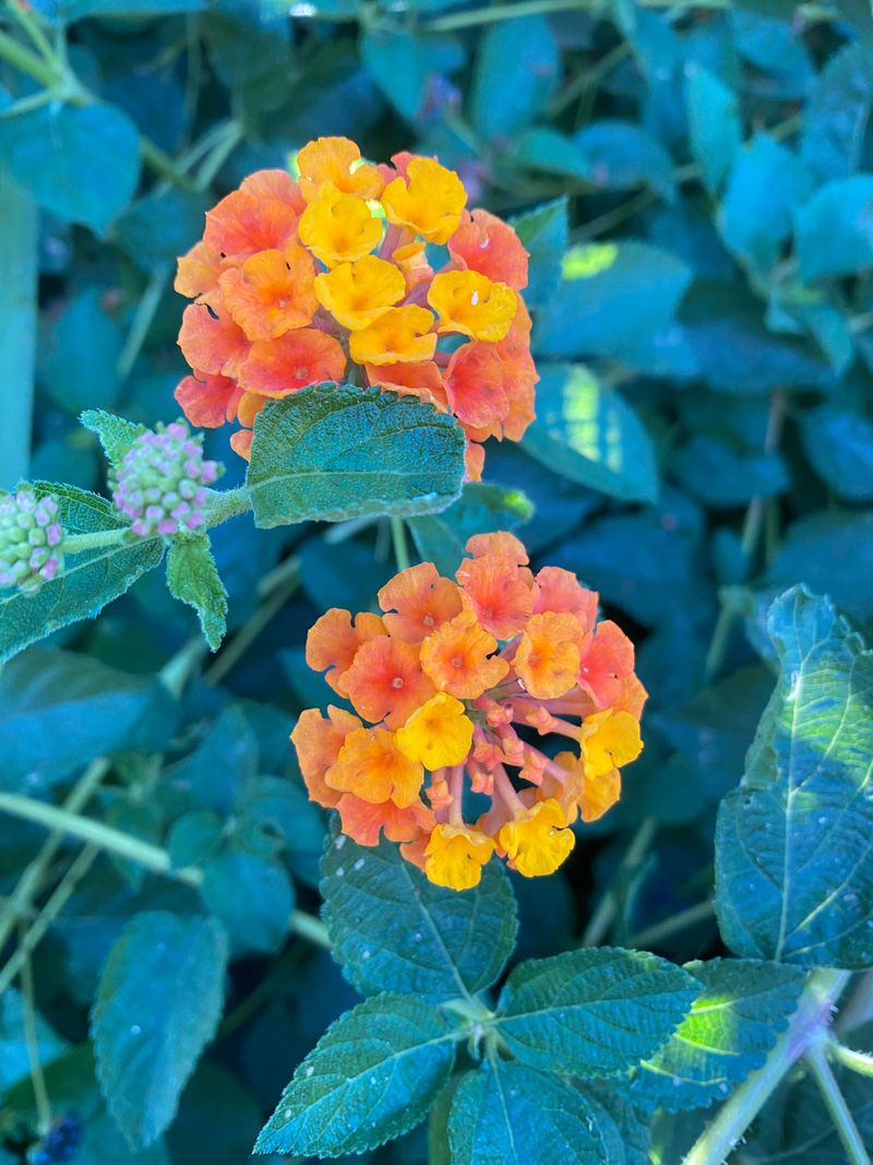 Lantana