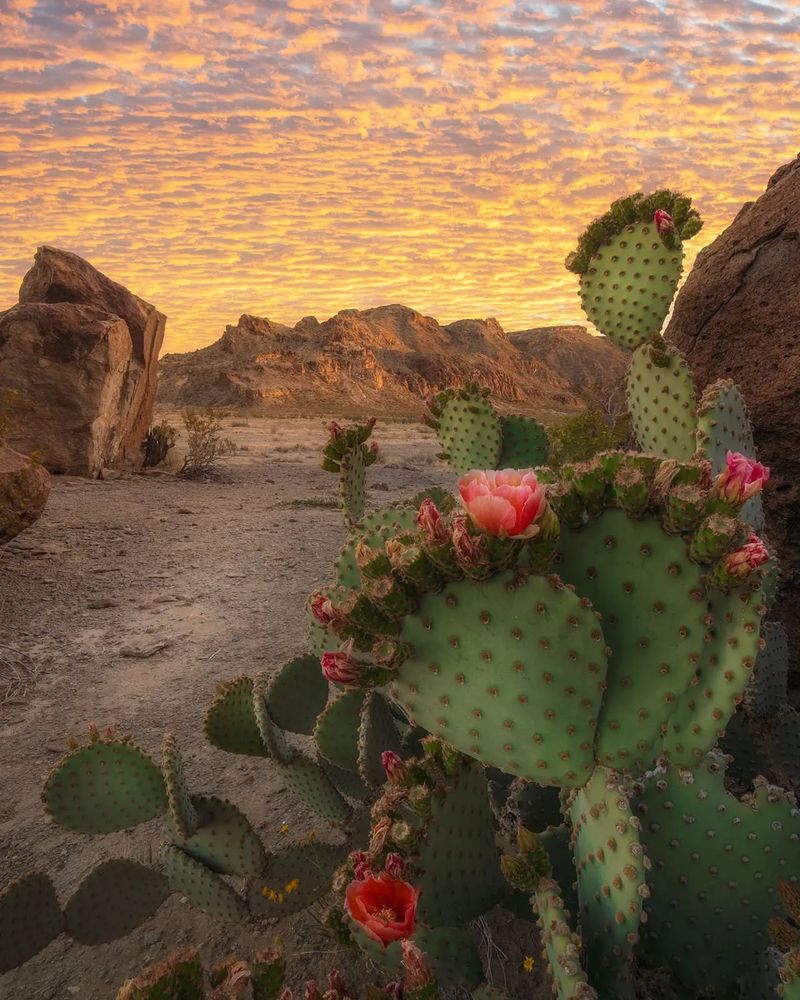 Prickly Pear