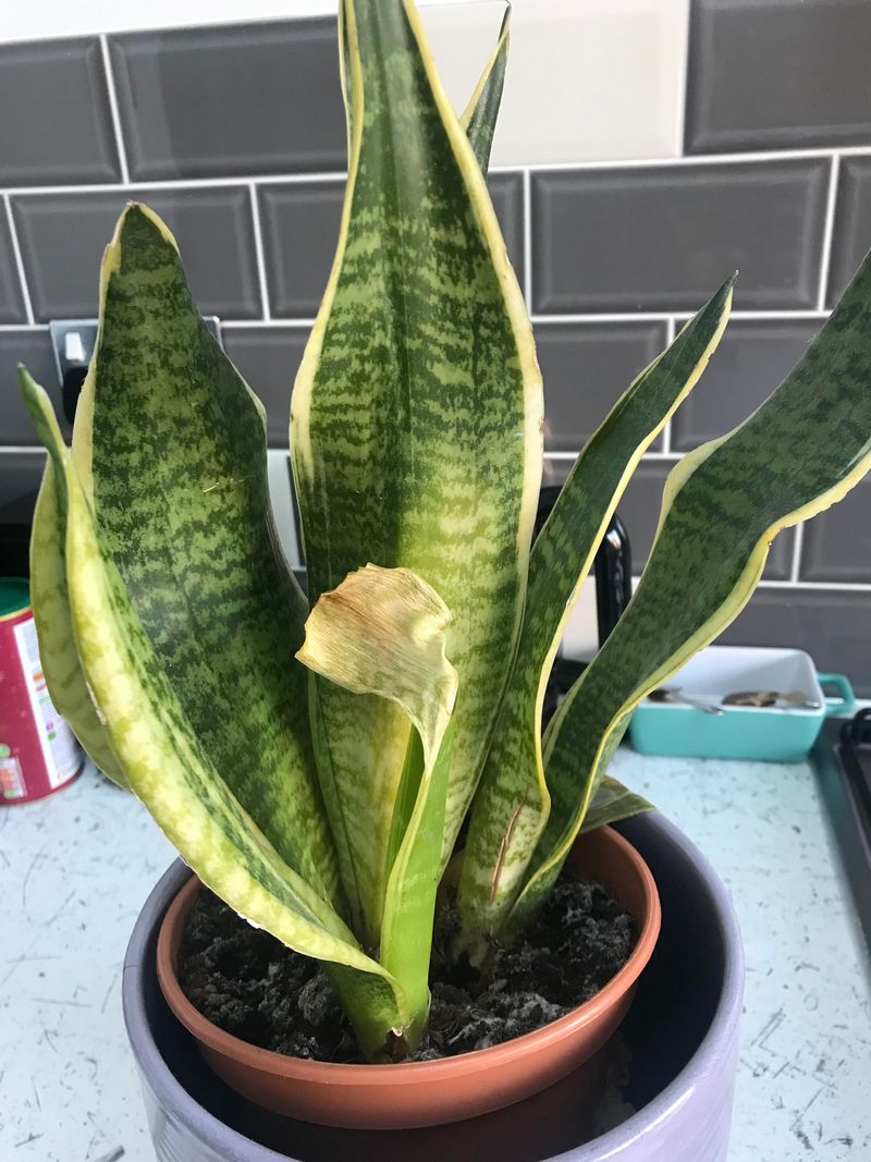 Snake Plant