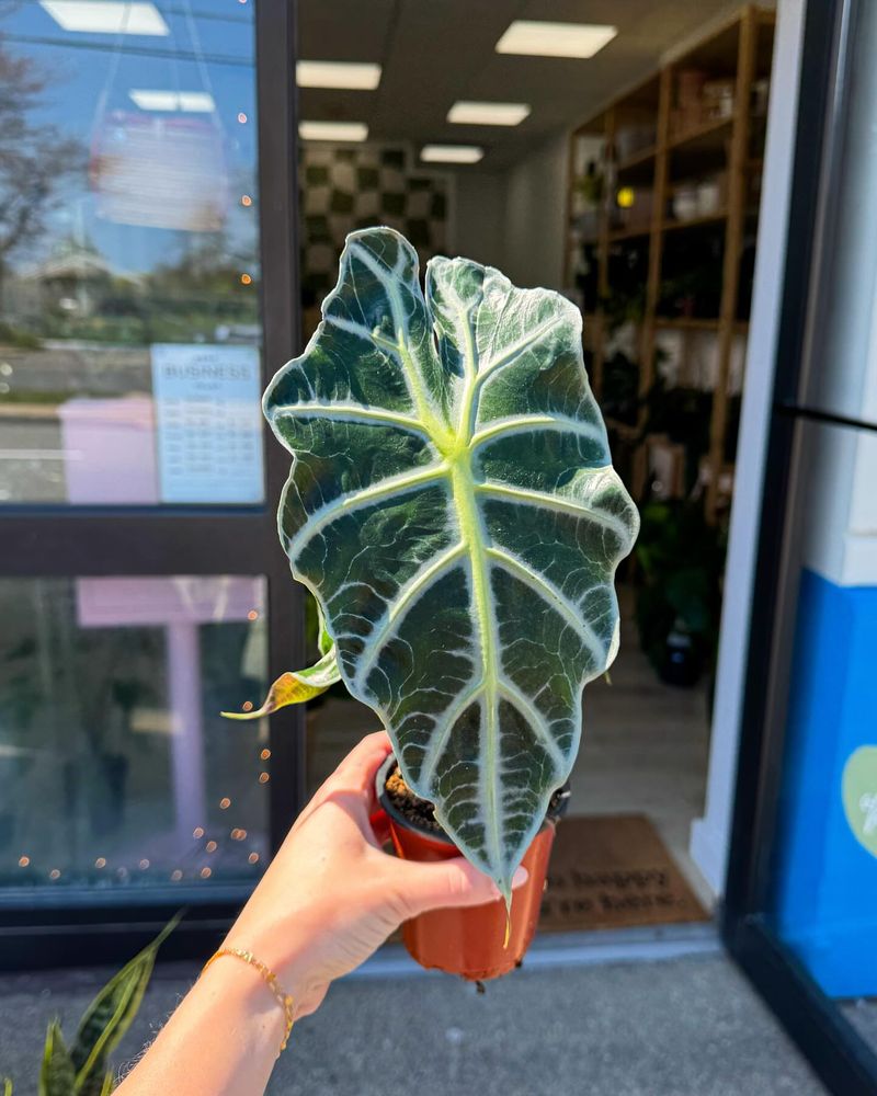Alocasia