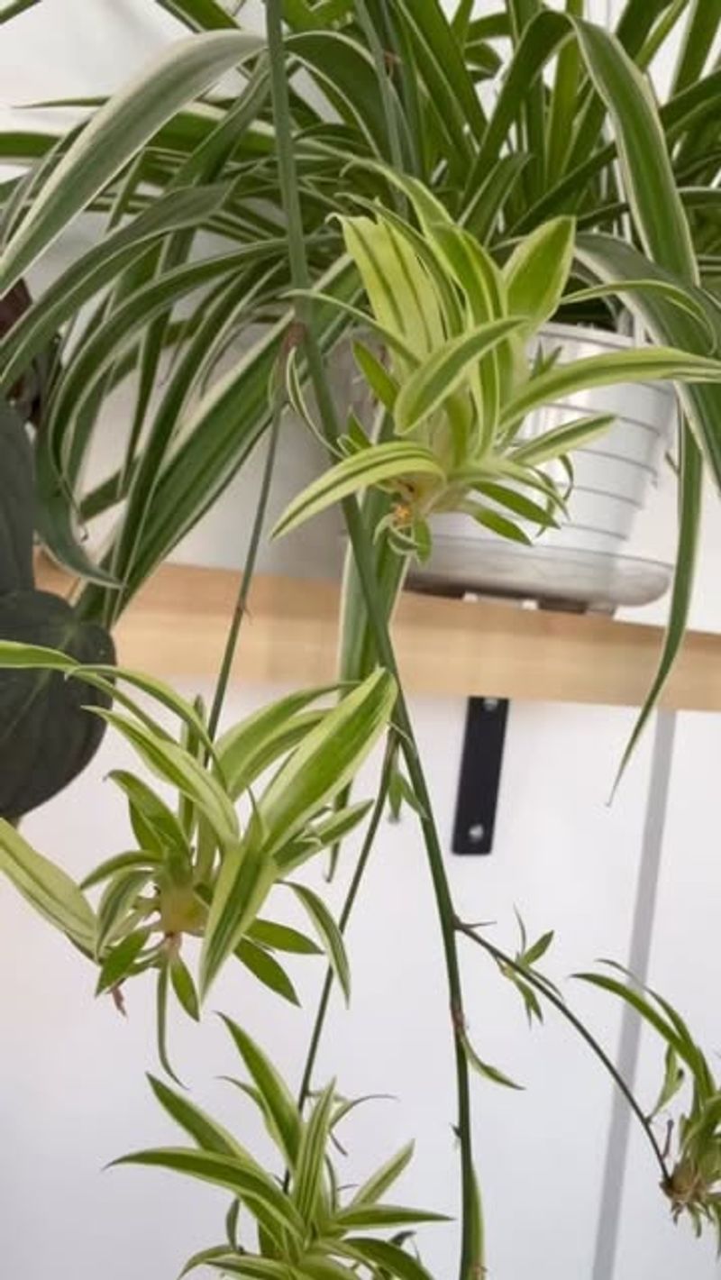 Spider Plant