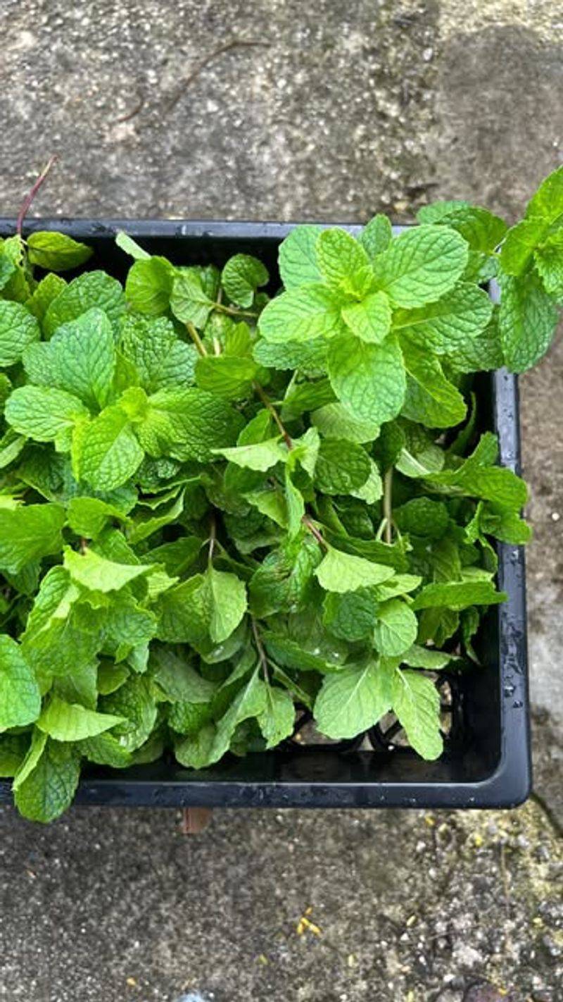 Mint