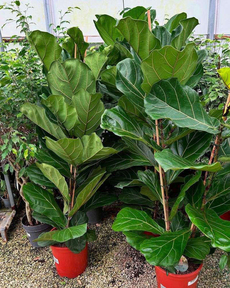 Fiddle Leaf Fig Frustrations