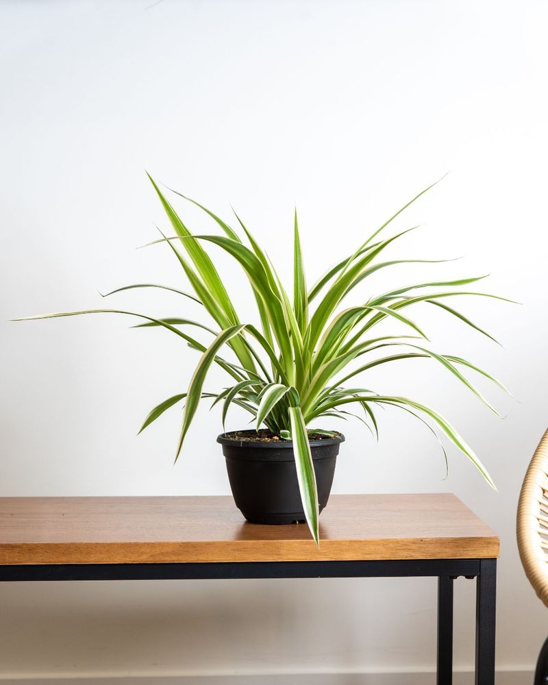 Spider Plant (Chlorophytum comosum)