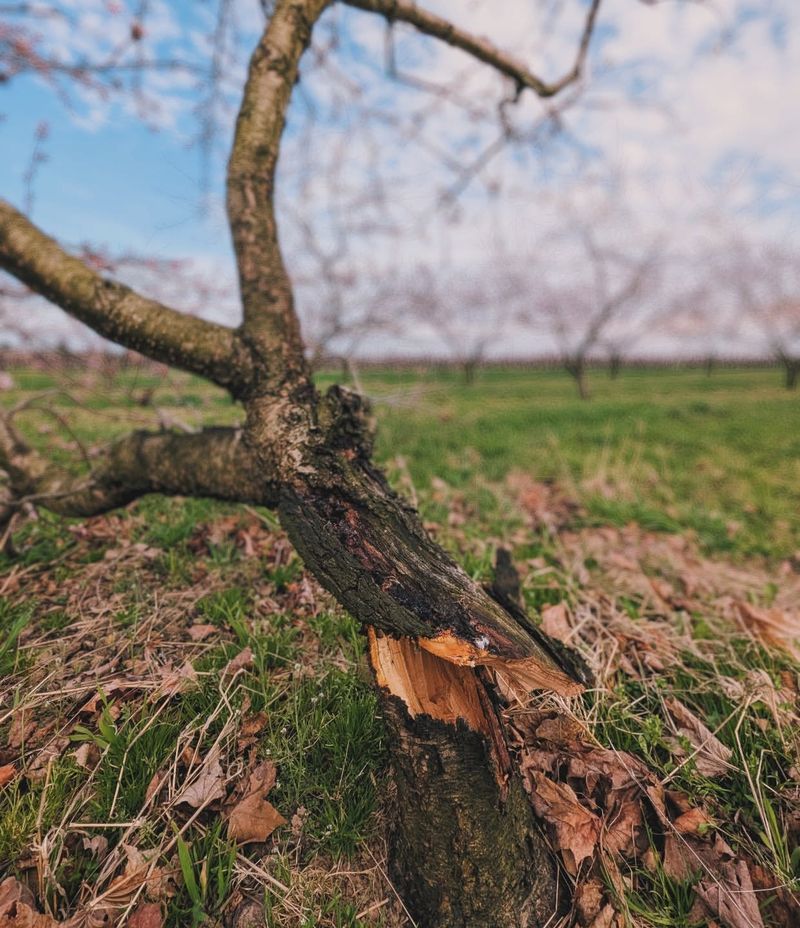 Nectarine Trees