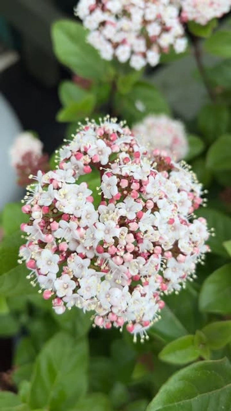 Viburnum