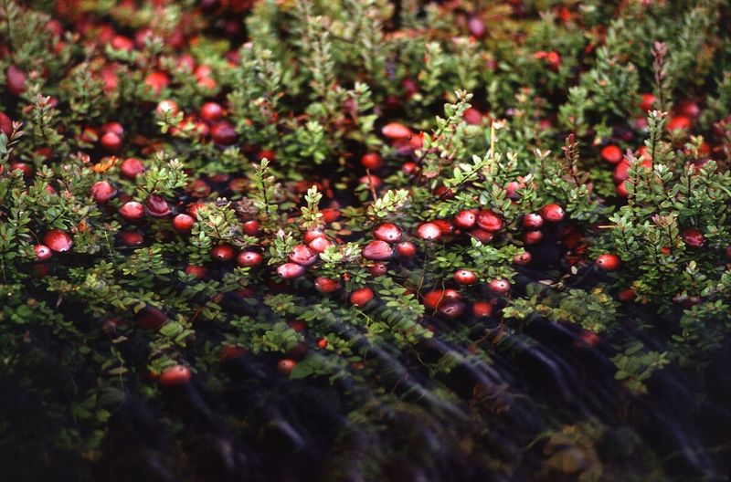 Cranberries Need Acidic Bogs