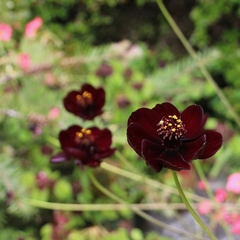 Chocolate Cosmos with Pale Pink Gaura