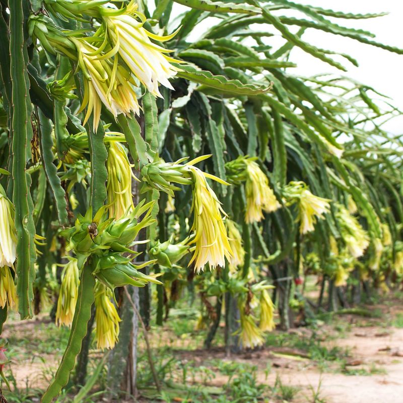 Dragon Fruit Skins: Vibrant Compost Activators