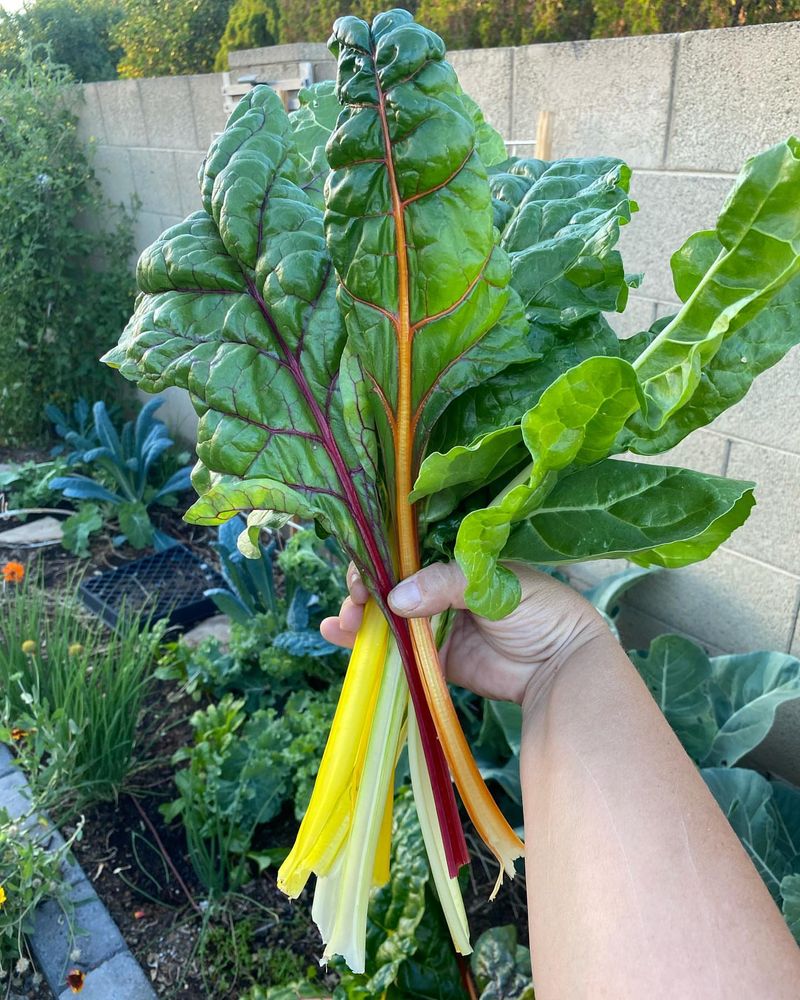 Swiss Chard: Colorful Cut-and-Come-Again Green