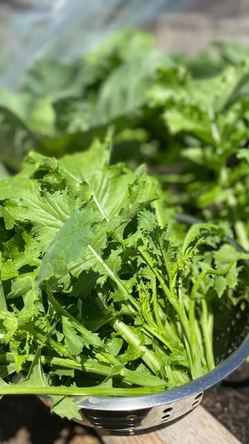 Broccoli Raab