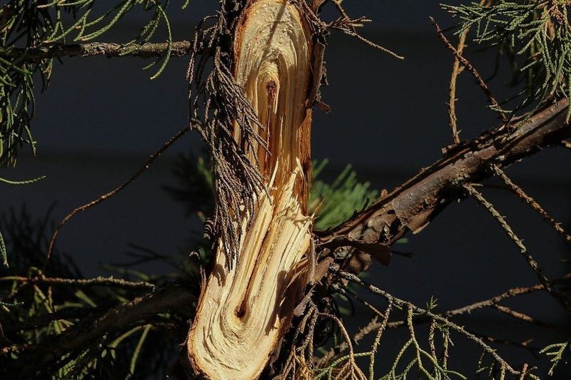 V-Shaped Branch Unions