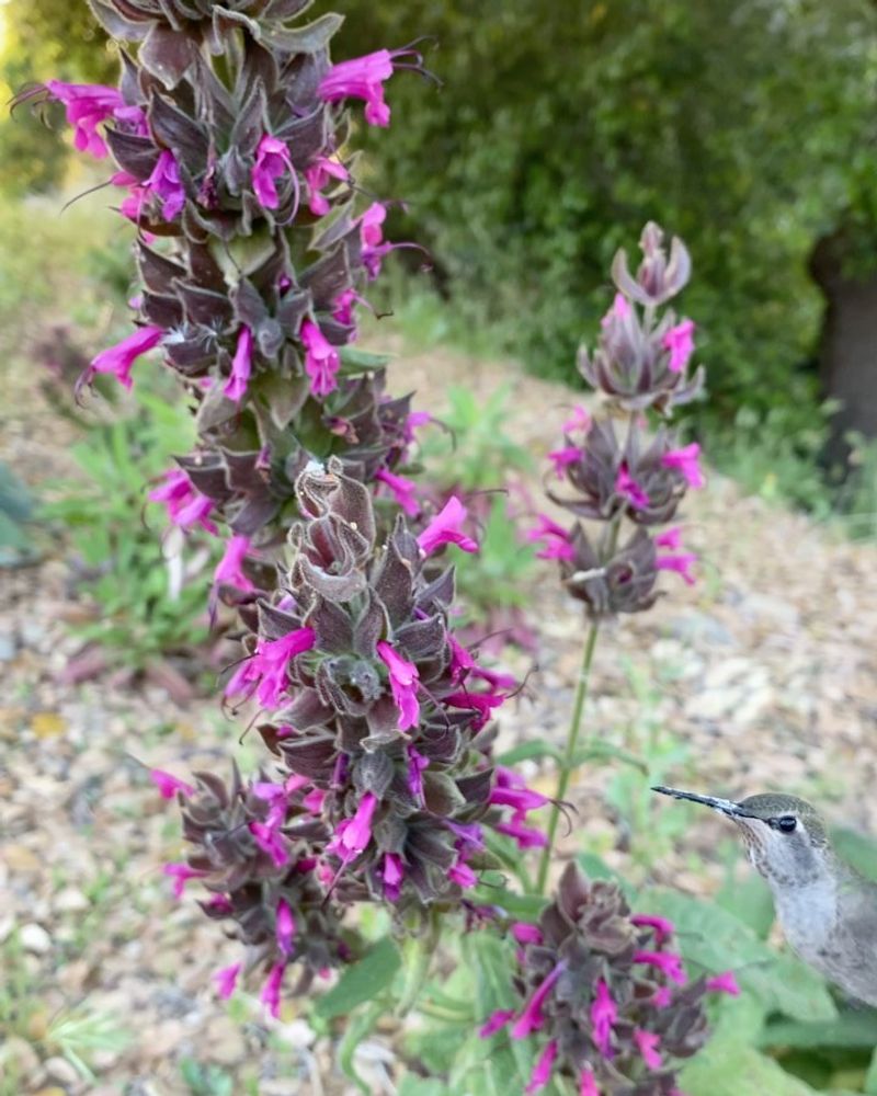 Salvia (Sage)
