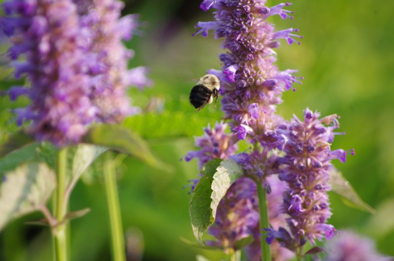 Anise Hyssop (Agastache)