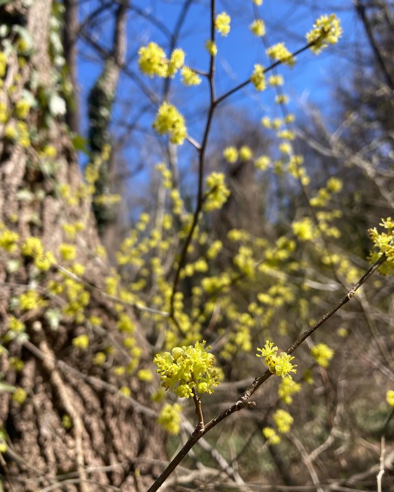 Spicebush (Lindera benzoin)