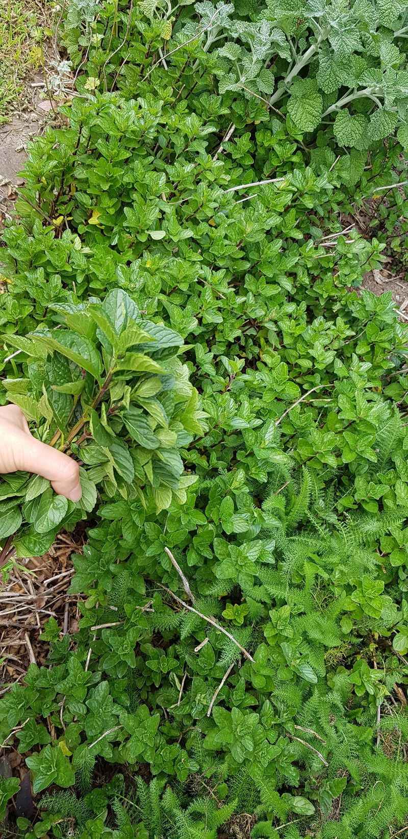 Aggressive Mint: Root Competition Chaos