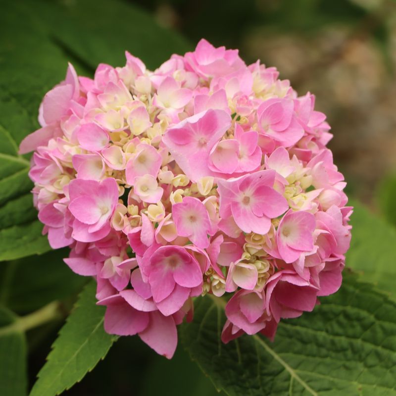 Hydrangea – The Thirsty Beauty