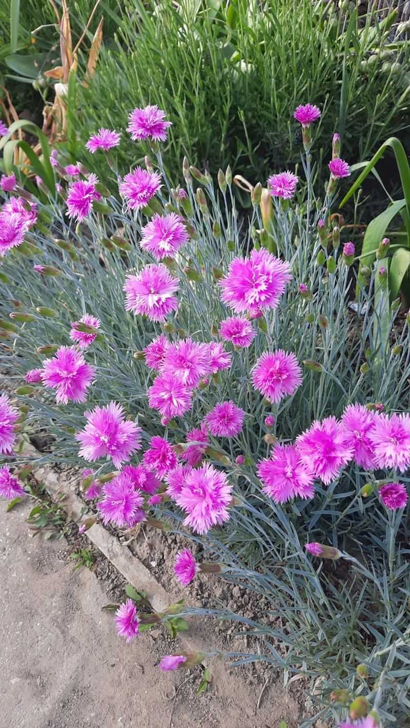 Dianthus