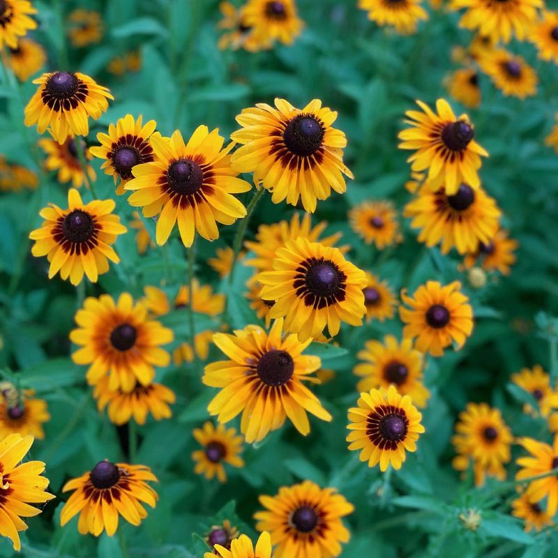 Rudbeckia