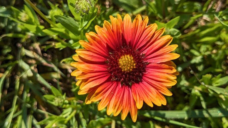 Blanket Flower (Gaillardia)