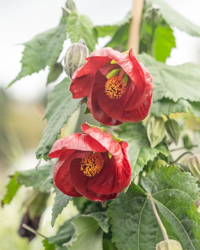 Flowering Maple 'Bella'