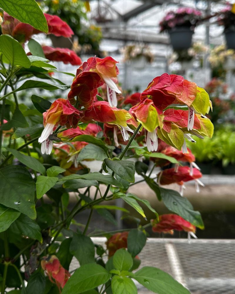 Shrimp Plant