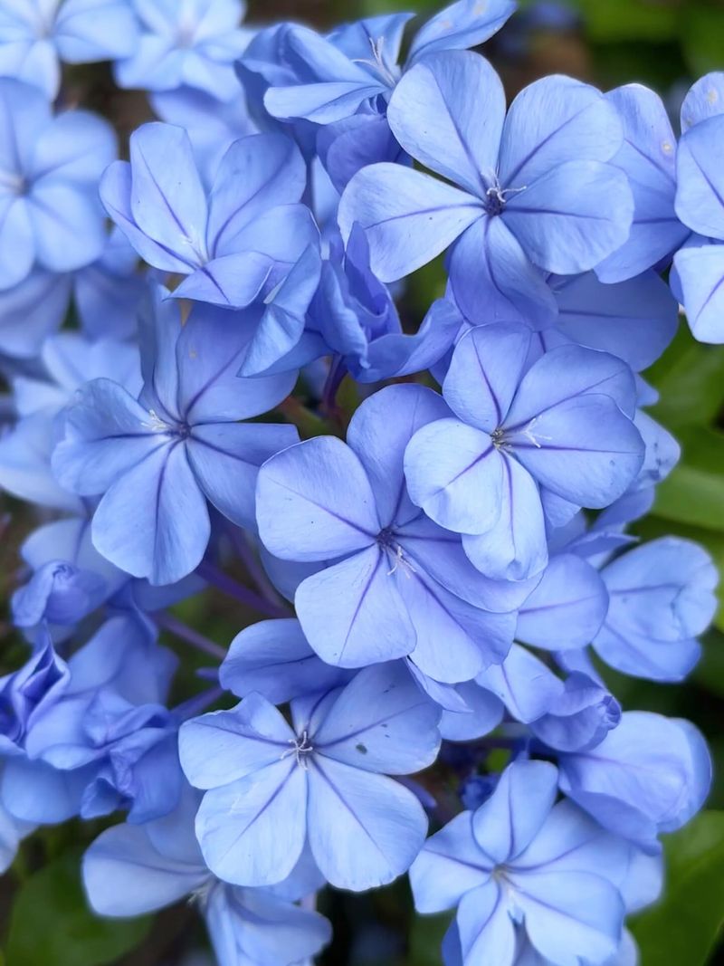 Plumbago's Sky-Blue Clusters