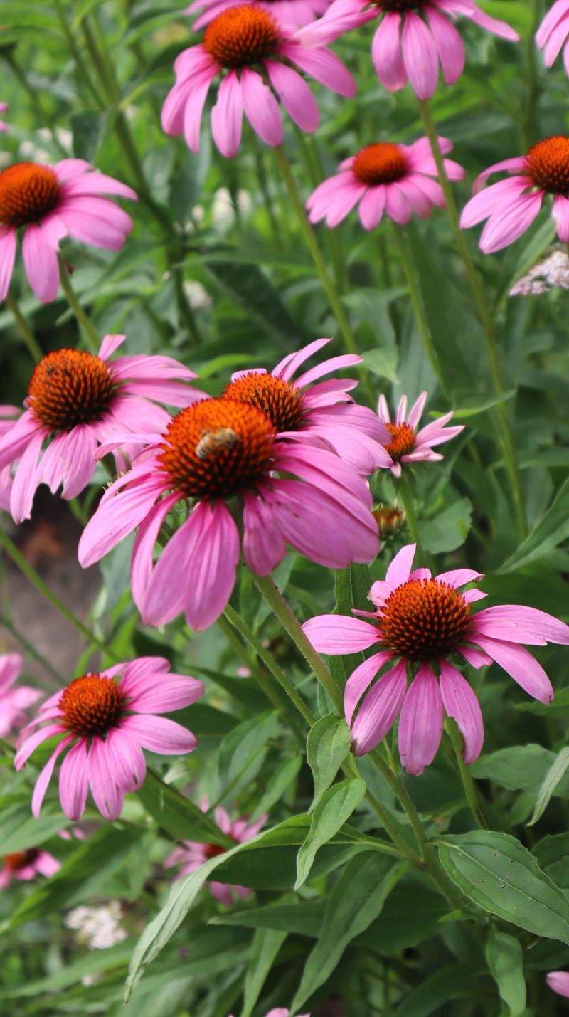 Echinacea (Coneflower)