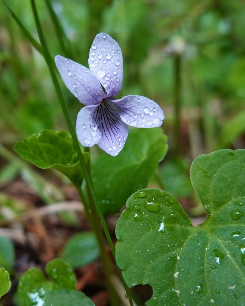 Violets