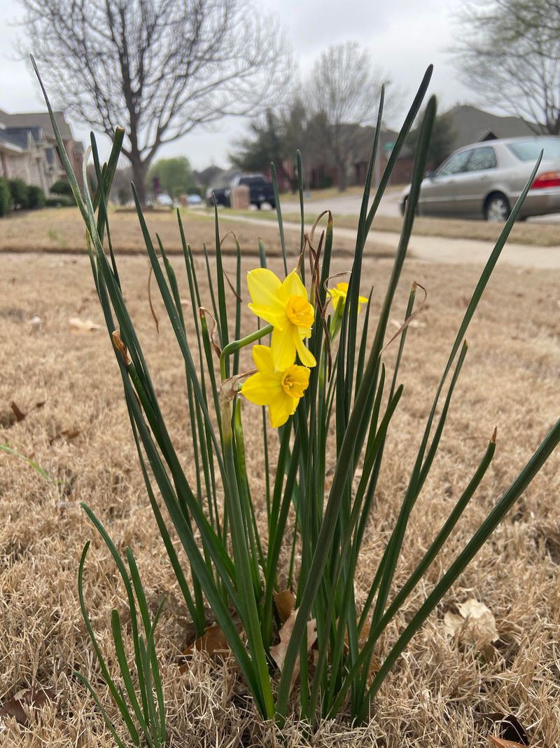 Daffodils: Cheerful Spring Messengers