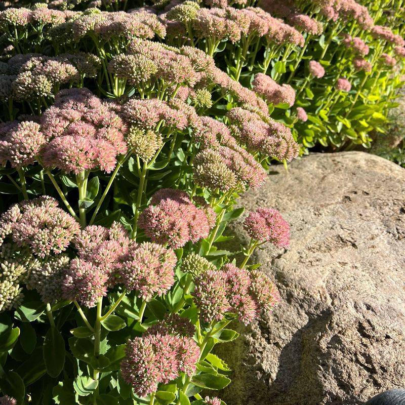 Sedum 'Autumn Joy': Fall's Last Hurrah