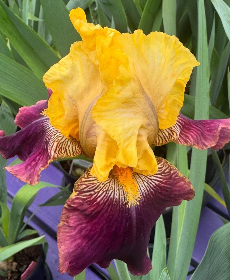Iris: Elegant Ephemerals