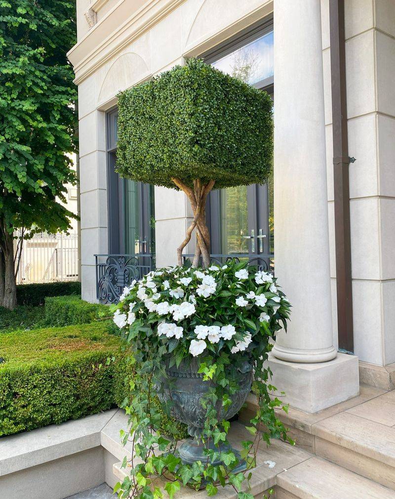 Boxwood with White Impatiens