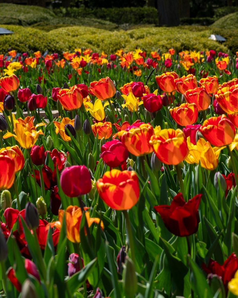 Tulips