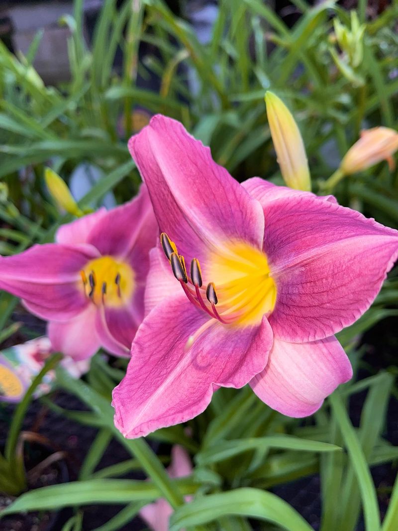 Daylily