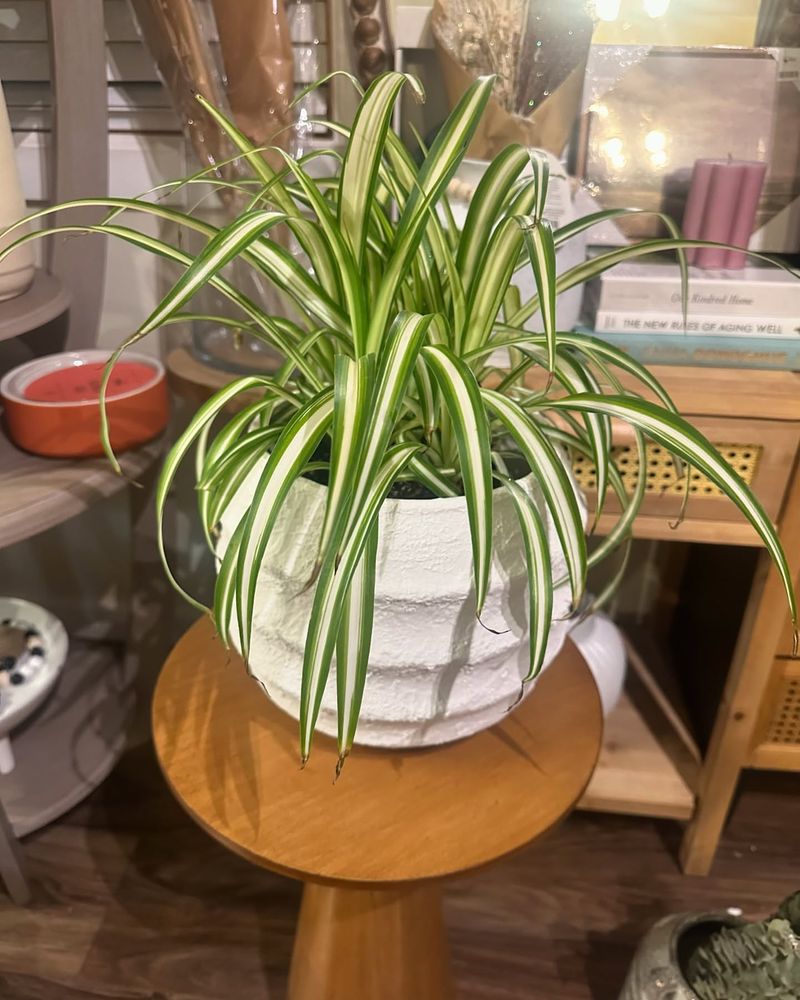 Spider Plant