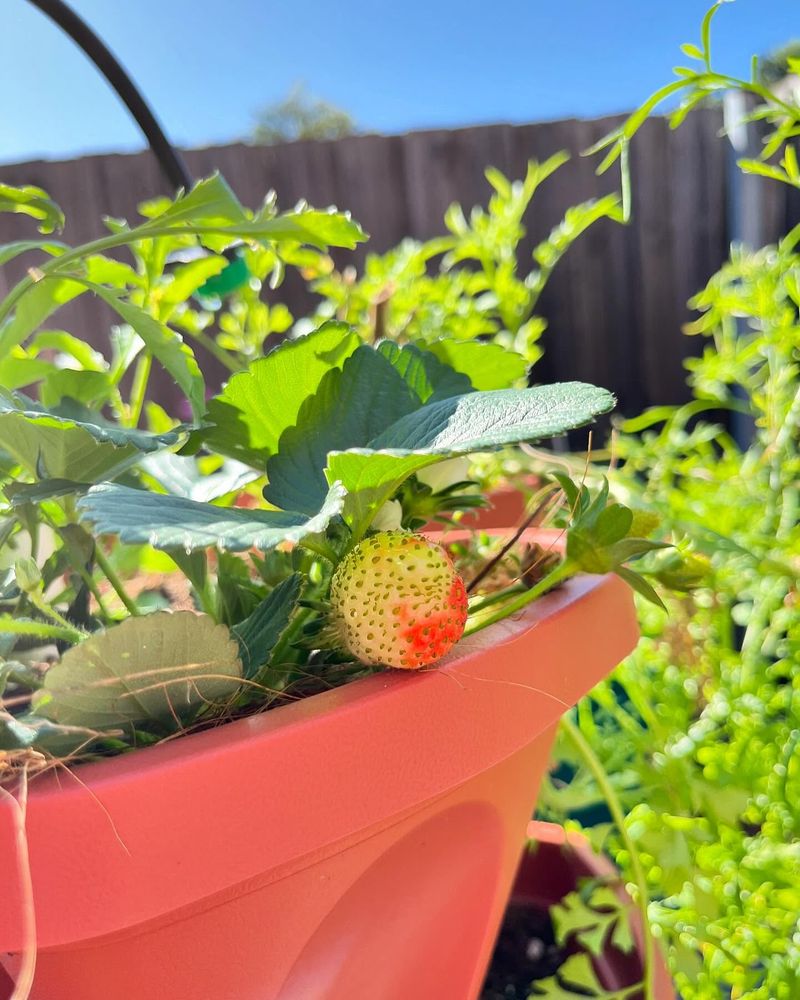 Strawberry and Chive Boundary