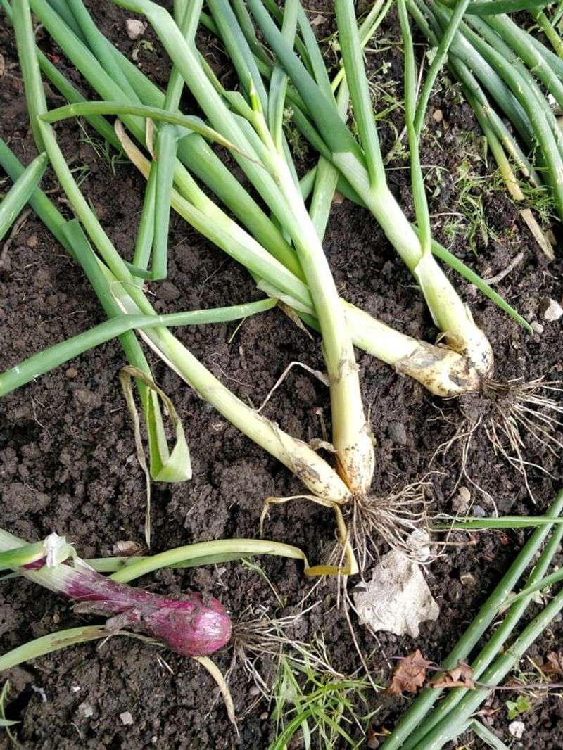 Onion's Sulfuric Sting