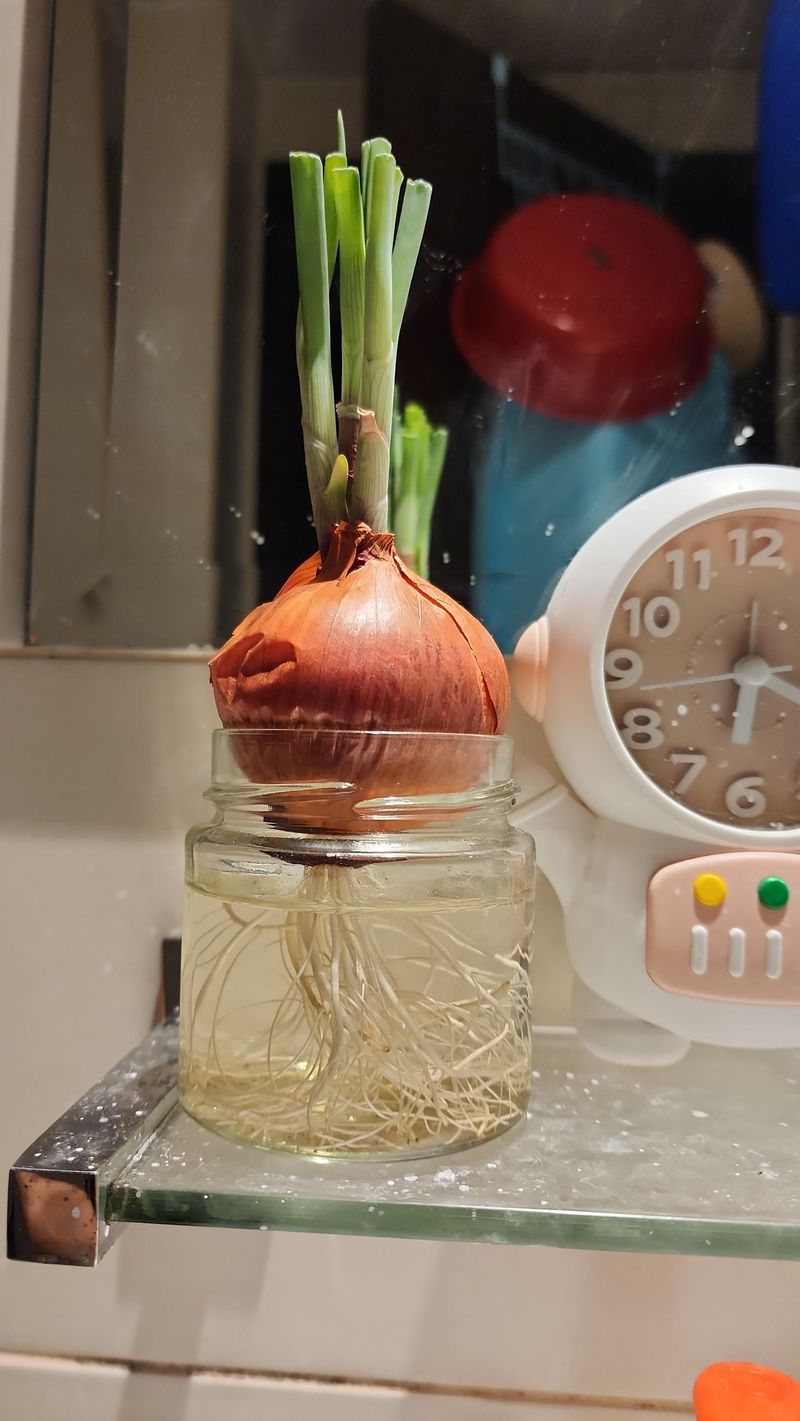Onion Pungency